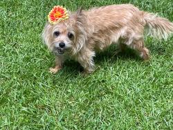 Lost Female Dog last seen Near 6th Ave Immokalee Florida., Immokalee, FL 34142