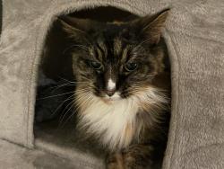 Lost Female Cat last seen Elizabeth way, Laindon, England SS15