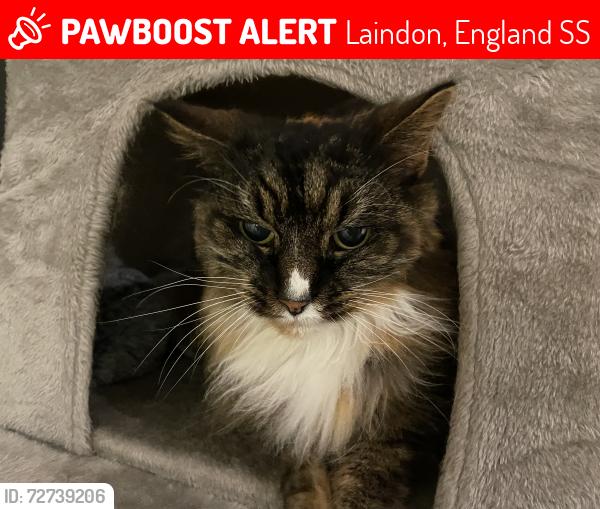 Lost Female Cat last seen Elizabeth way, Laindon, England SS15