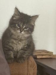 Found/Stray Female Cat last seen Gracemont ave, Winston-Salem, NC 27106
