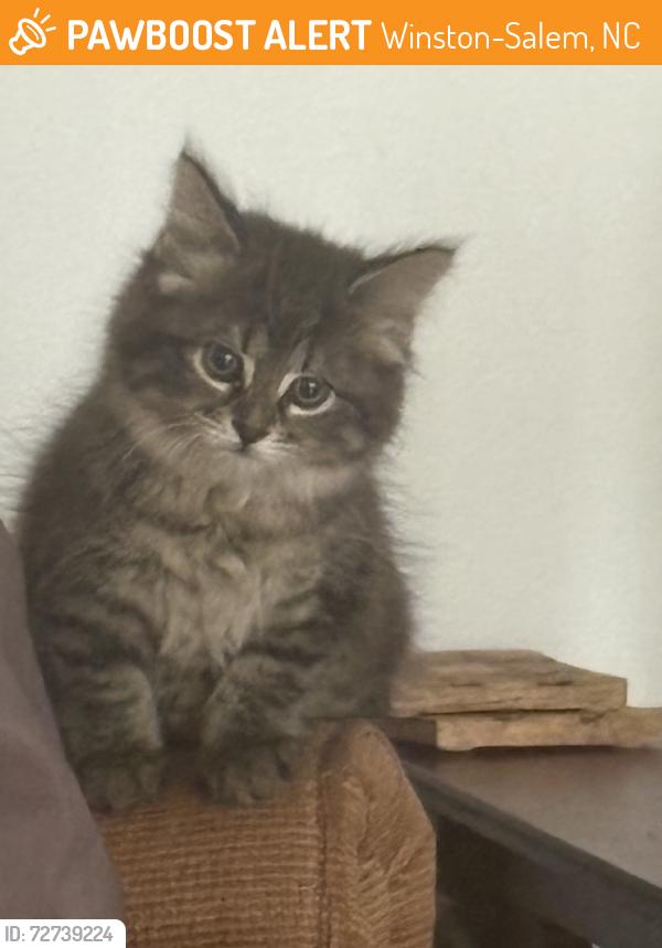 Found/Stray Female Cat last seen Gracemont ave, Winston-Salem, NC 27106