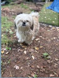 Lost Female Dog last seen By the McKee Factory , Collegedale, TN 37363