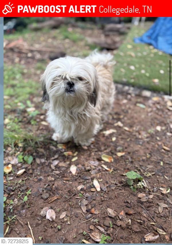 Lost Female Dog last seen By the McKee Factory , Collegedale, TN 37363