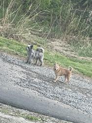 Found/Stray Unknown Dog last seen Grandview st, Kingsport, TN 37665