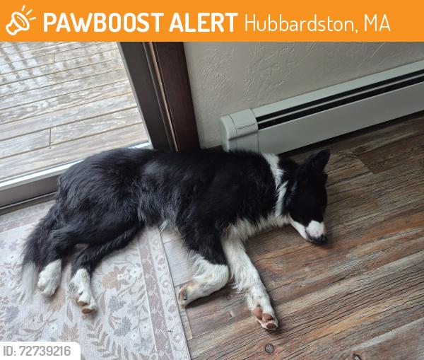 Found/Stray Female Dog last seen Morgan Road , Hubbardston, MA 01452