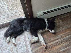 Found/Stray Female Dog last seen Morgan Road , Hubbardston, MA 01452