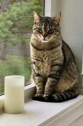 Lost Male Cat last seen  West Huisache Avenue and Main Street  San Antonio, TX, USA, San Antonio, TX 78212