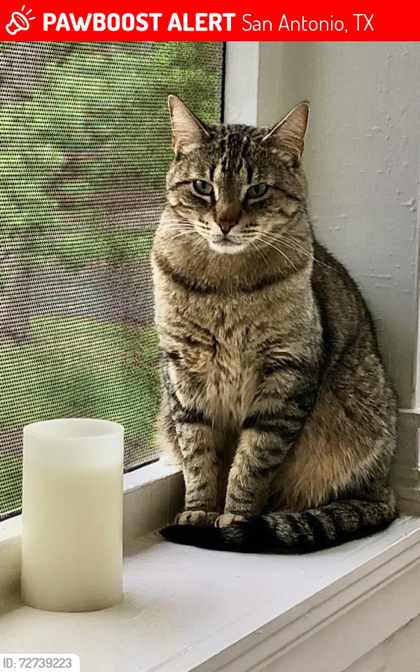 Lost Male Cat last seen  West Huisache Avenue and Main Street  San Antonio, TX, USA, San Antonio, TX 78212