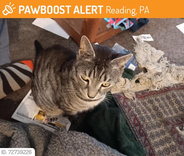 Found/Stray Female Cat last seen High blvd and new Holland rd, Reading, PA 19607