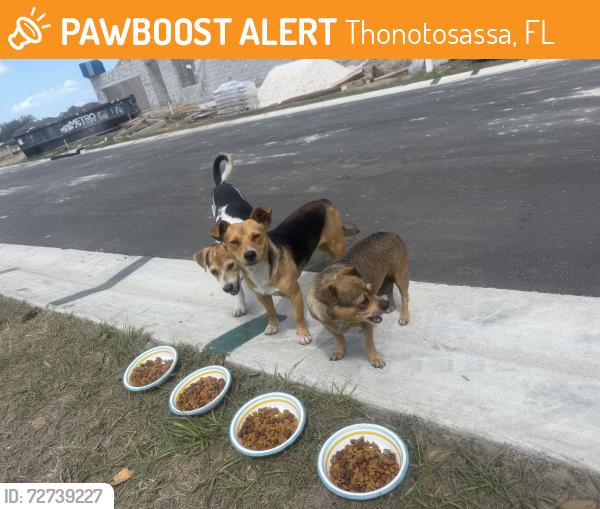 Found/Stray Unknown Dog last seen Evergreen Community , Thonotosassa, FL 33592