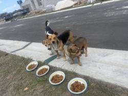 Found/Stray Unknown Dog last seen Evergreen Community , Thonotosassa, FL 33592