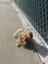 Found/Stray Unknown Dog last seen Right next to Cypress Cemetery , San Diego, CA 92113