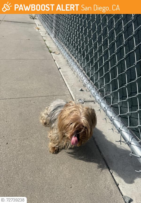 Found/Stray Unknown Dog last seen Right next to Cypress Cemetery , San Diego, CA 92113