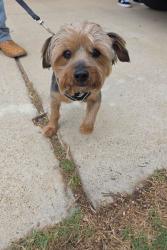 Found/Stray Male Dog last seen Driftwood dr and watercrest , Killeen, TX 76549