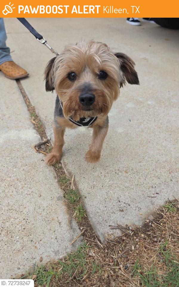 Found/Stray Male Dog last seen Driftwood dr and watercrest , Killeen, TX 76549