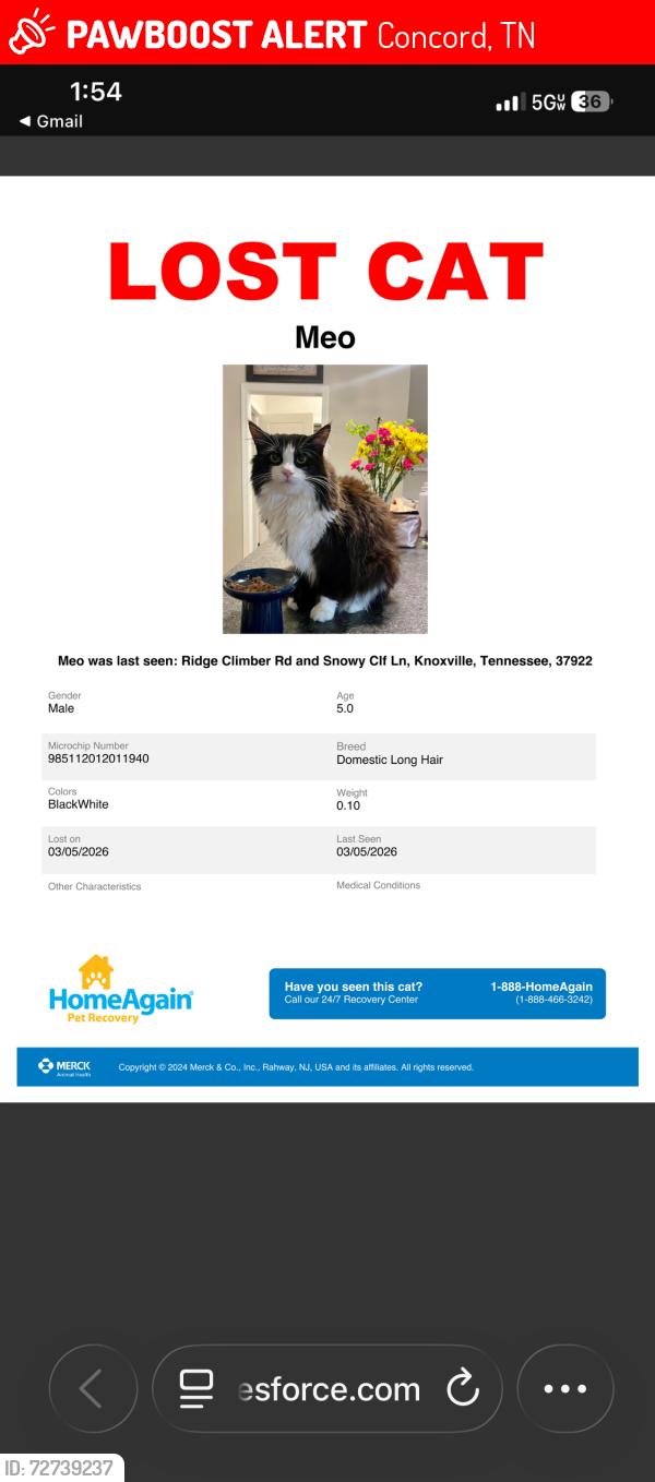 Lost Male Cat last seen Westland Drive Knoxville TN 37922, Concord, TN 37922