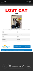 Lost Male Cat last seen Westland Drive Knoxville TN 37922, Concord, TN 37922