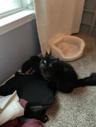 Lost Male Cat last seen Bridleridge subdivision, McDonough, GA 30252