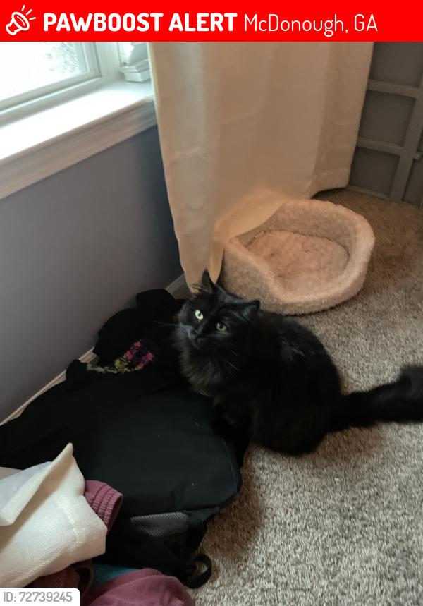 Lost Male Cat last seen Bridleridge subdivision, McDonough, GA 30252