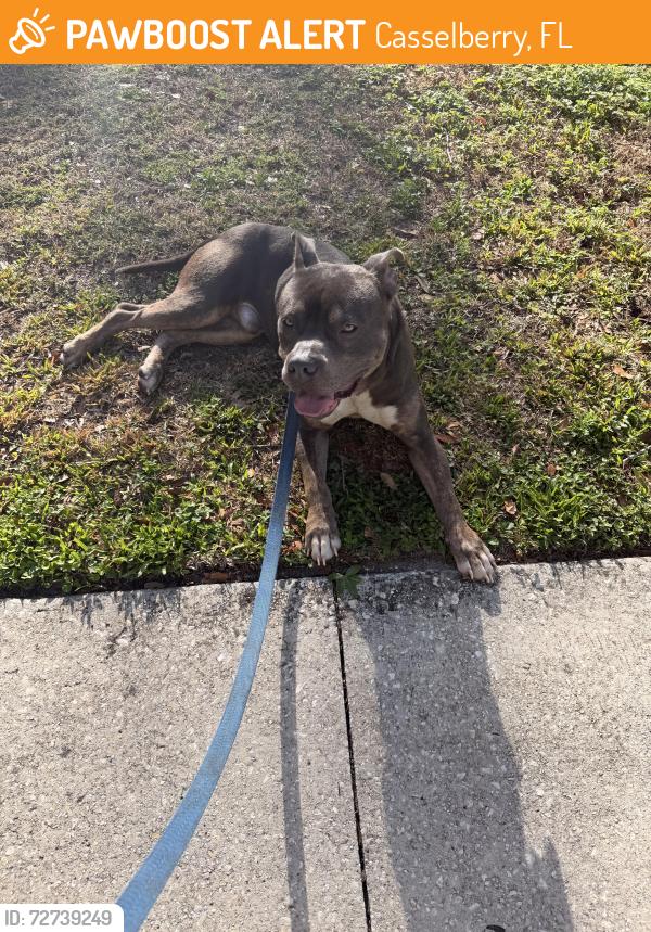 Found/Stray Male Dog last seen Concord s in Casselberry , Casselberry, FL 32707