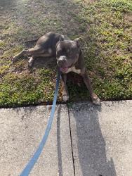 Found/Stray Male Dog last seen Concord s in Casselberry , Casselberry, FL 32707