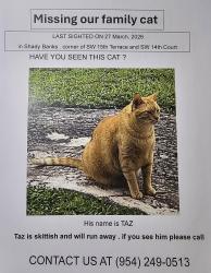 Lost Male Cat last seen SW 15th Terrace and 12th Court , Fort Lauderdale, FL 33312