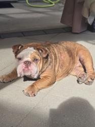Found/Stray Female Dog last seen Found near South Avenue in Turlock wandering the streets, Turlock, CA 95380