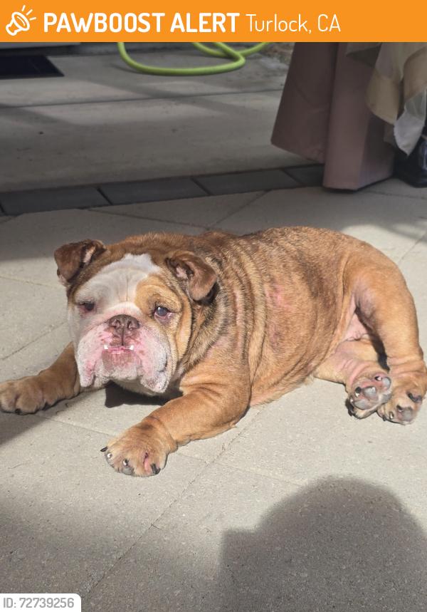 Found/Stray Female Dog last seen Found near South Avenue in Turlock wandering the streets, Turlock, CA 95380