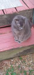 Found/Stray Female Cat last seen Spring Creek Road , East Ridge, TN 37412