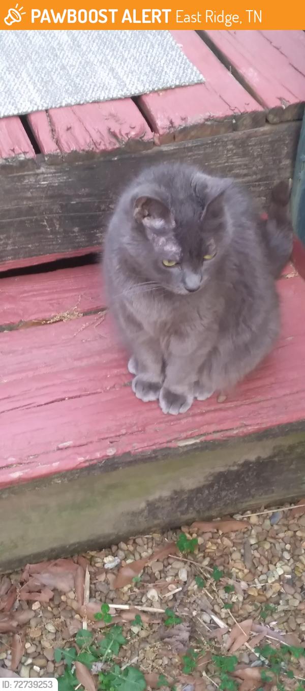 Found/Stray Female Cat last seen Spring Creek Road , East Ridge, TN 37412