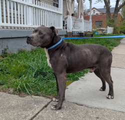 Found/Stray Male Dog last seen Found on Dane Ave at the Northside Yacht Club building , Cincinnati, OH 45223