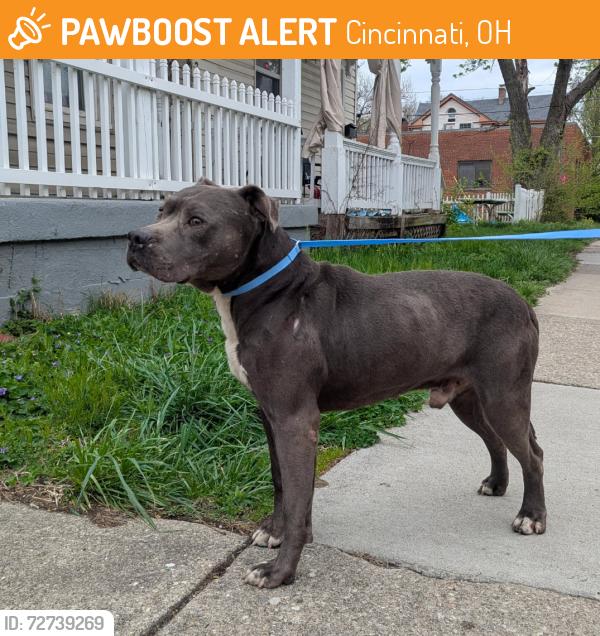 Found/Stray Male Dog last seen Found on Dane Ave at the Northside Yacht Club building , Cincinnati, OH 45223