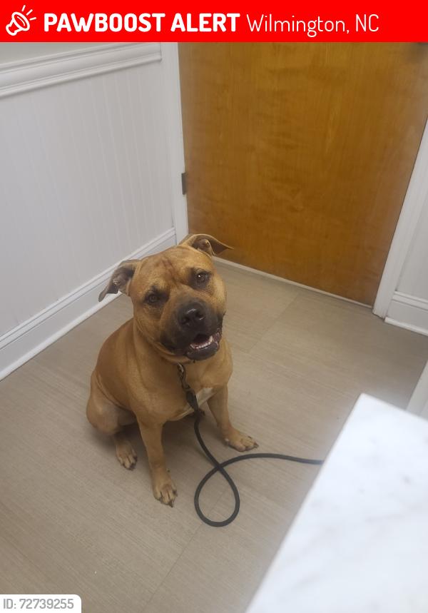 Lost Male Dog last seen Near the Creek apmts and the Wrightsville country store, Wilmington, NC 28403