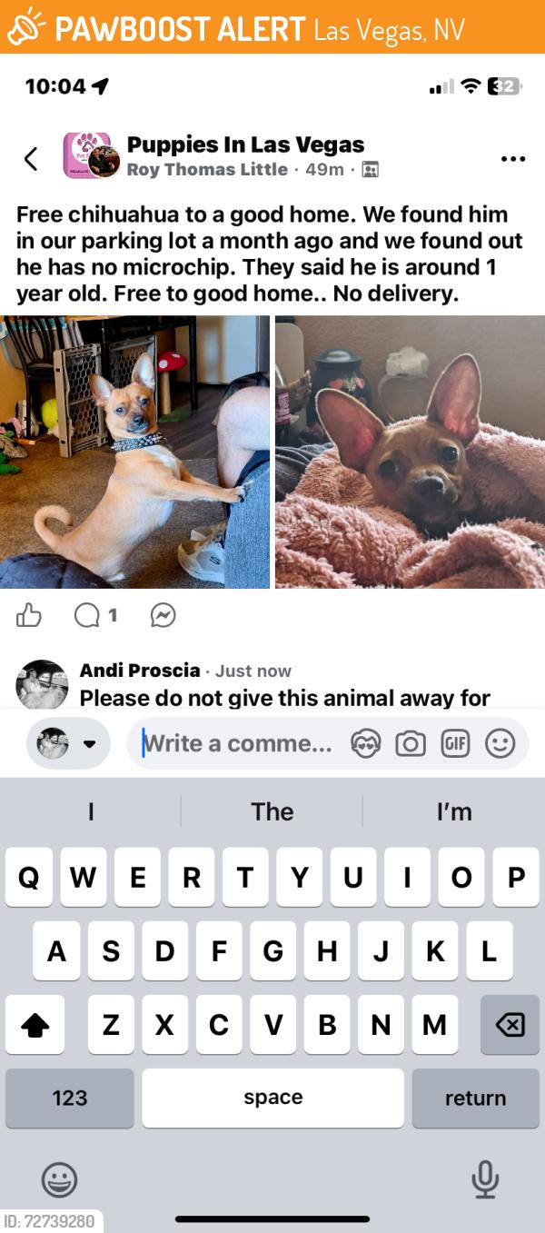 Found/Stray Male Dog last seen N/A, Las Vegas, NV 89101