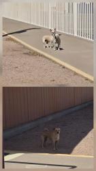 Found/Stray Unknown Dog last seen Jefferson St and Broadway Rd, Mesa, AZ 85208