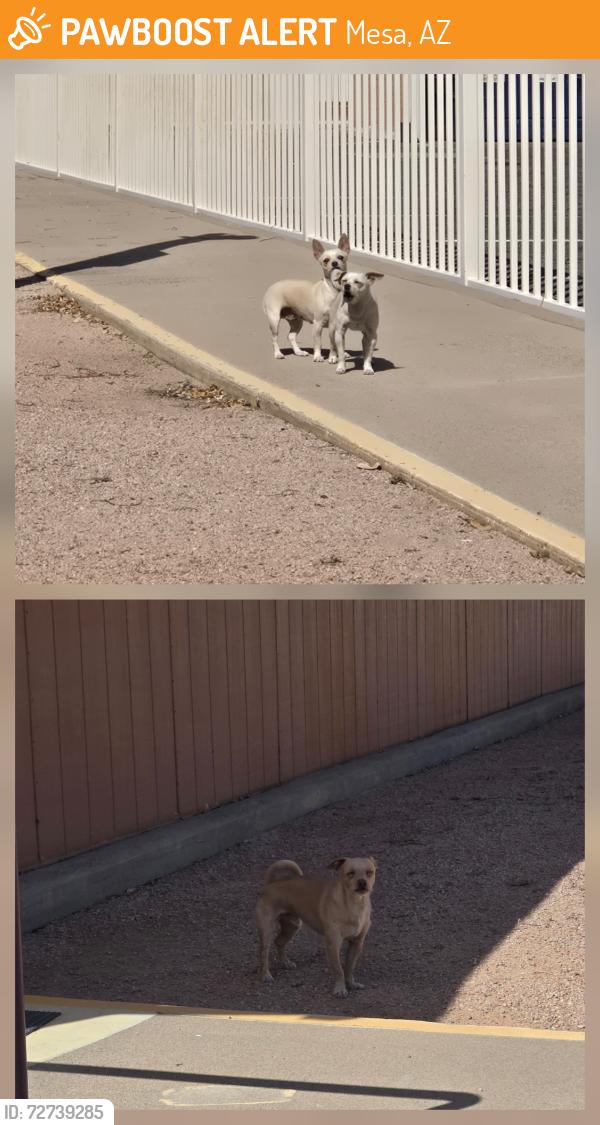 Found/Stray Unknown Dog last seen Jefferson St and Broadway Rd, Mesa, AZ 85208