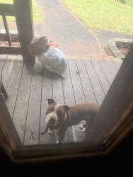 Found/Stray Female Dog last seen W shore dr, Rockdale County, GA 30094