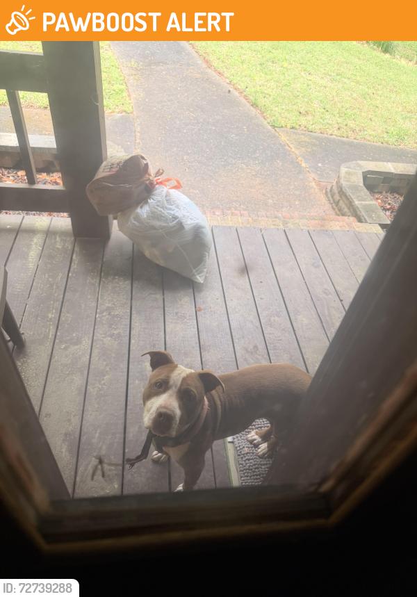 Found/Stray Female Dog last seen W shore dr, Rockdale County, GA 30094
