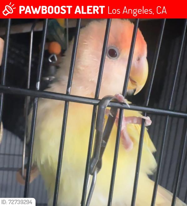 Lost Male Bird last seen Near and mckinely, Los Angeles, CA 90002