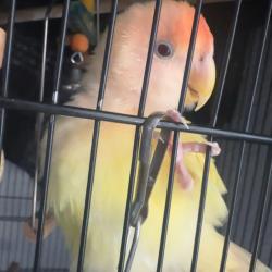 Lost Male Bird last seen Near and mckinely, Los Angeles, CA 90002