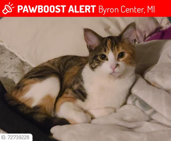 Lost Female Cat last seen 108th st and 21st, Byron Center, MI 49315