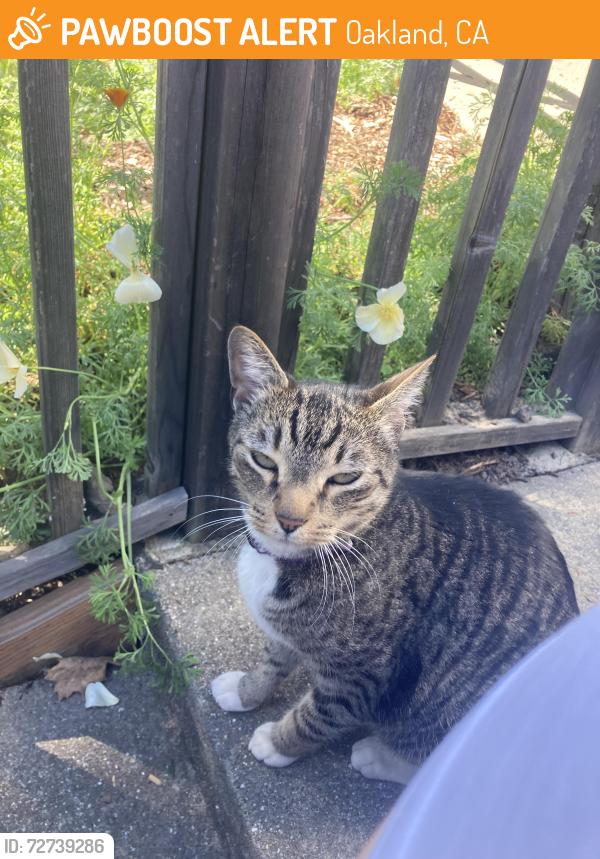 Found/Stray Male Cat last seen Broadway Terrace and Ur, Oakland, CA 94611