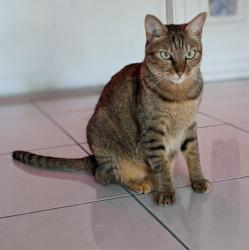 Lost Female Cat last seen Cynthia and Marion st, Satellite Beach, FL 32937