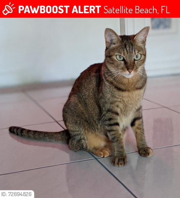 Lost Female Cat last seen Cynthia and Marion st, Satellite Beach, FL 32937