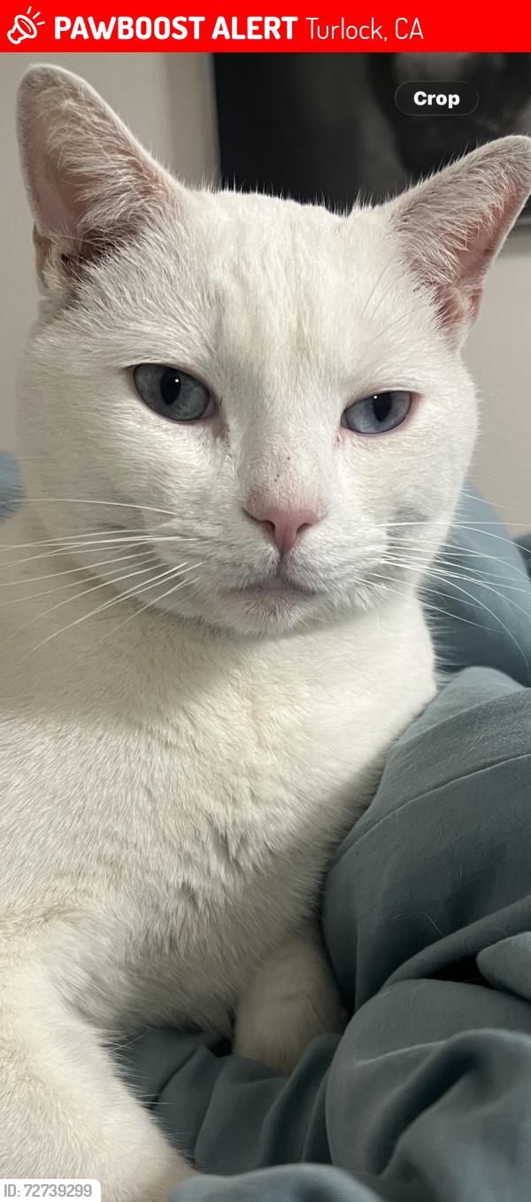 Lost Male Cat last seen High St., Turlock, CA 95380