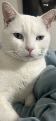 Lost Male Cat last seen High St., Turlock, CA 95380
