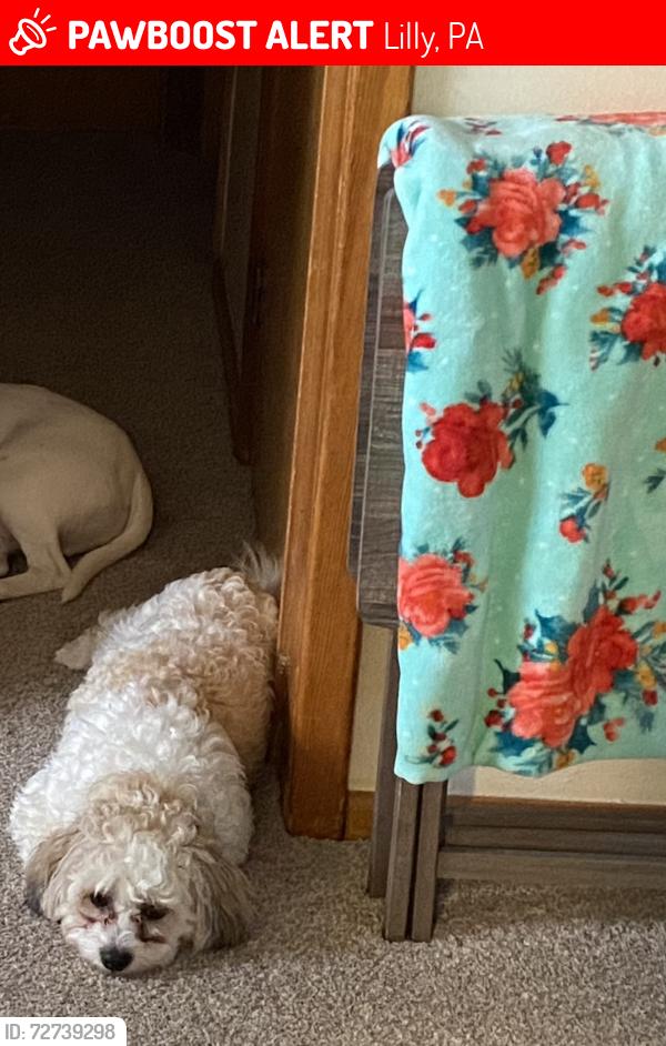 Lost Male Dog last seen Rte 53, Lilly, PA 15938