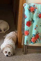 Lost Male Dog last seen Rte 53, Lilly, PA 15938