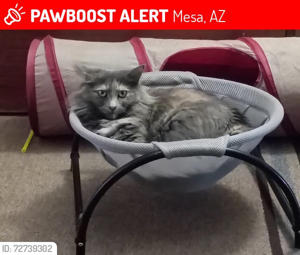Lost Female Cat last seen Brown and country club dr Mesa, Mesa, AZ 85201