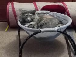 Lost Female Cat last seen Brown and country club dr Mesa, Mesa, AZ 85201